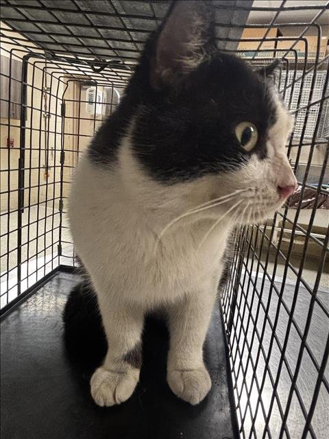 COOPER - Domestic Medium Hair available for adoption