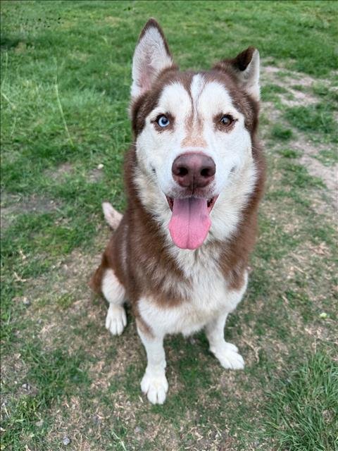 PAX - Siberian Husky available for adoption