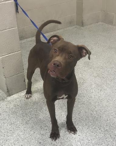 JONAS - Pit Bull Terrier / Labrador Retriever available for adoption