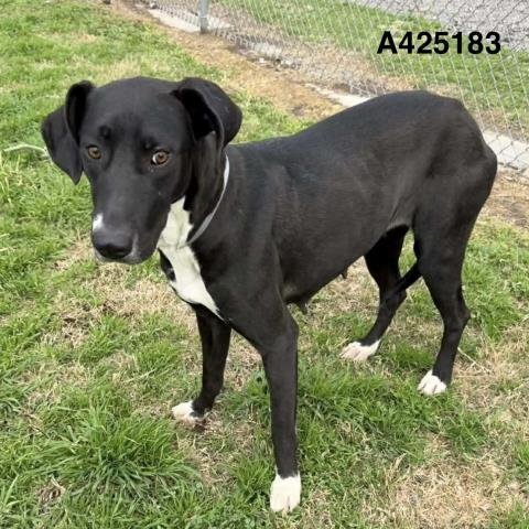 ANTONIA - Great Dane available for adoption
