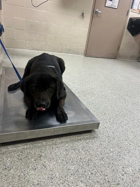 ORBIT - Chow Chow available for adoption