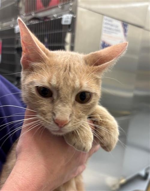 MARIGOLD - Domestic Short Hair available for adoption