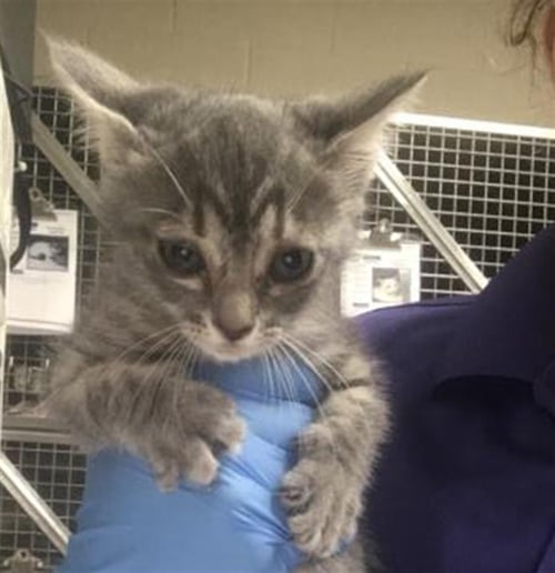 A429349 - Domestic Short Hair available for adoption