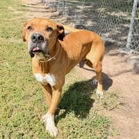 MARMADUKE - Photo 1