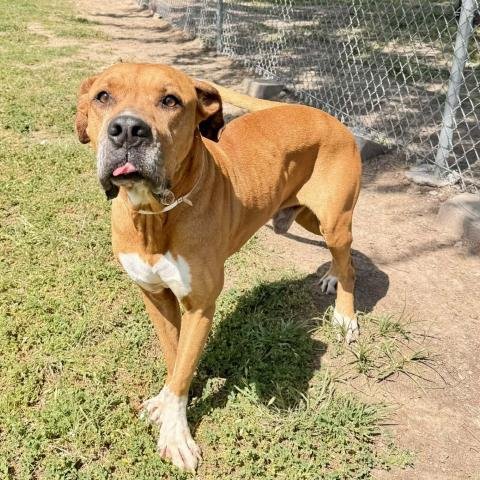 MARMADUKE - Mastiff / Boxer available for adoption