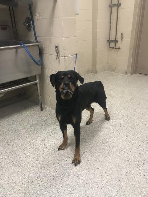 CHORUS - Rottweiler available for adoption