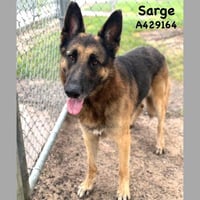 SARGE - Photo 1
