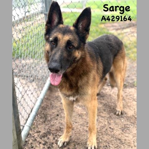 SARGE - German Shepherd Dog available for adoption