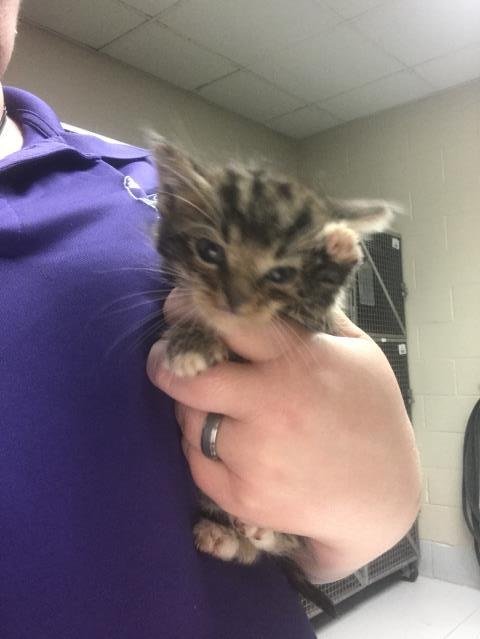 CHIP - Domestic Medium Hair available for adoption