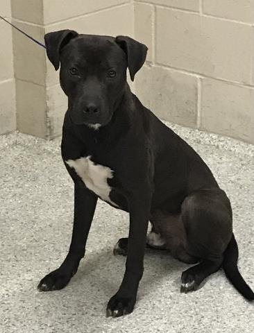 TURTLE - Labrador Retriever available for adoption