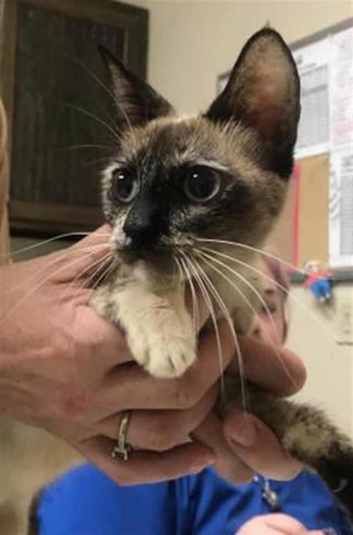 A429849 - Domestic Short Hair available for adoption