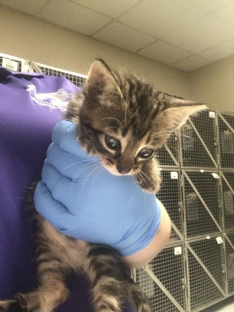 BLUE - Domestic Short Hair available for adoption