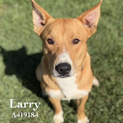 LARRY Image