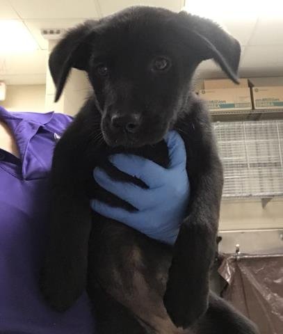 DAFFODIL - Labrador Retriever available for adoption