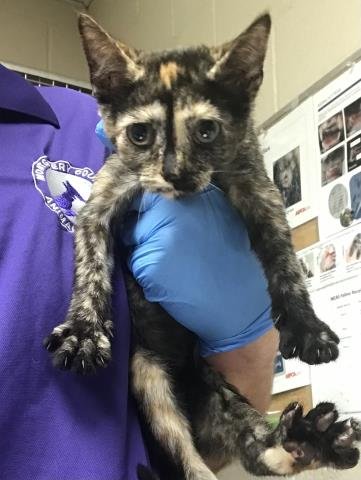 A425112 - Domestic Short Hair available for adoption