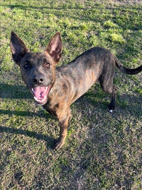 MARGIE - Dutch Shepherd available for adoption