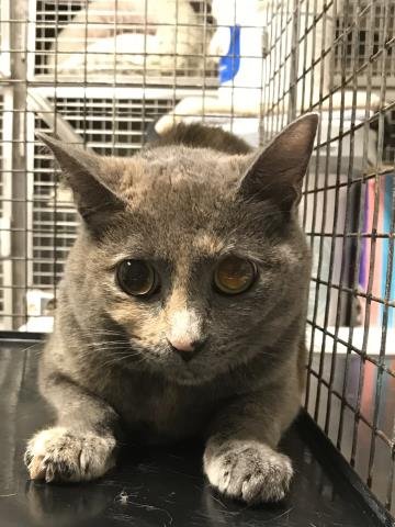 COCO - Domestic Short Hair available for adoption