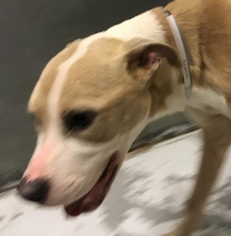 POKEY - Pit Bull Terrier available for adoption