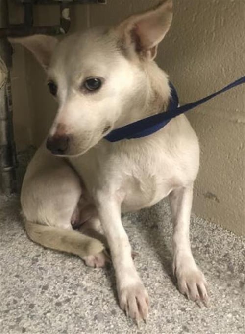 AURORA - Chihuahua available for adoption