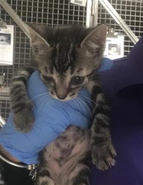 A429350 - Domestic Short Hair available for adoption