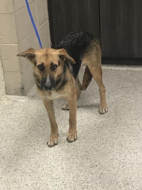 CAMILLA - German Shepherd Dog available for adoption