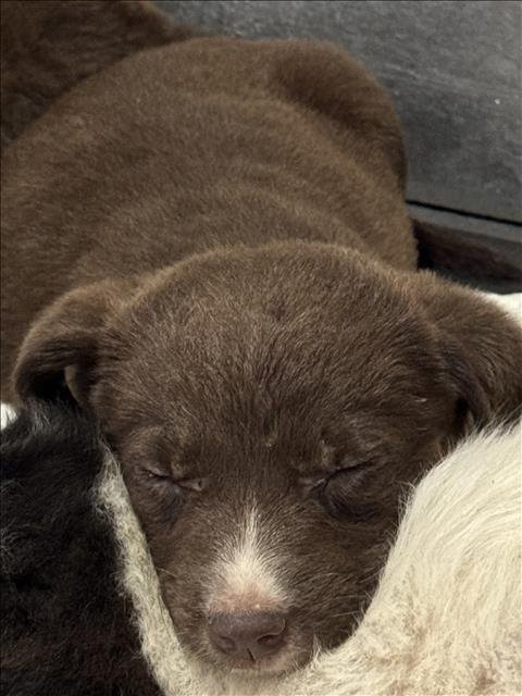 A427777 - Border Collie available for adoption