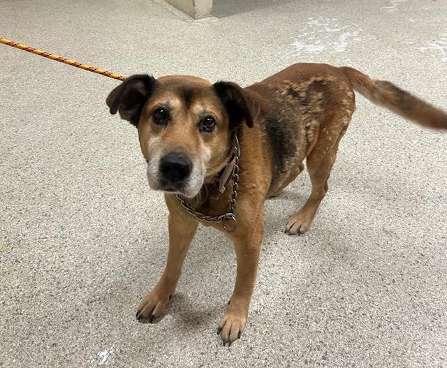 BUDDY - German Shepherd Dog available for adoption