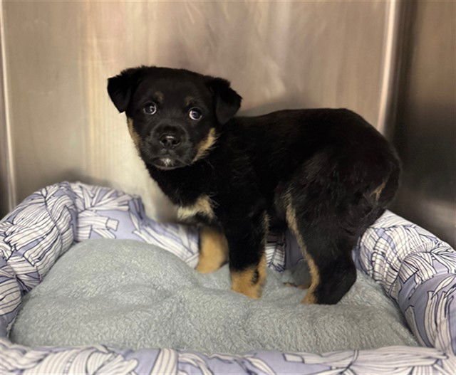 A424495 - Australian Cattle Dog/Blue Heeler available for adoption