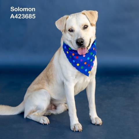 SOLOMON Image