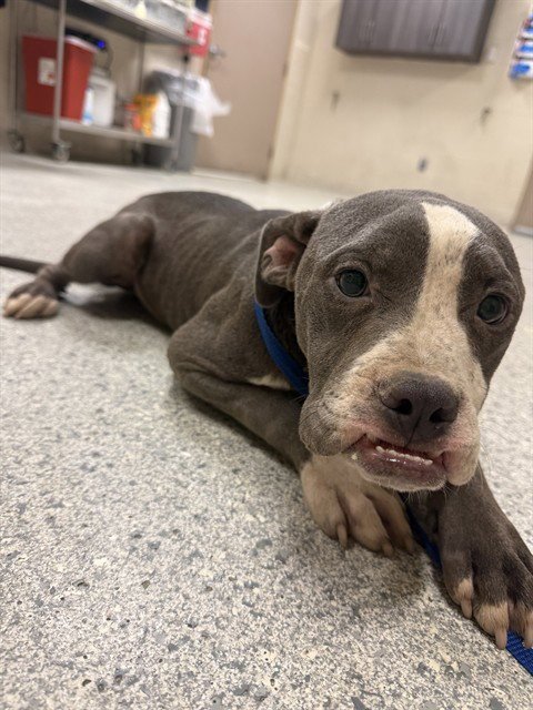 LANDON - Staffordshire Bull Terrier available for adoption