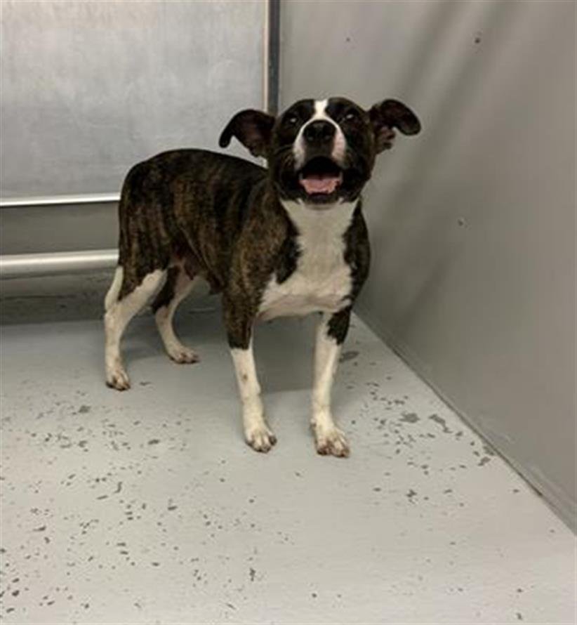 BRANDY - Pit Bull Terrier available for adoption