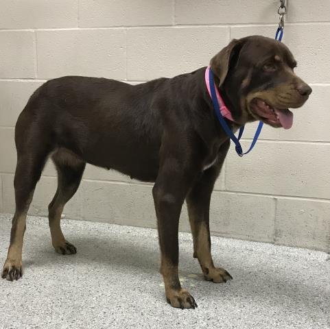 JAMES - Rottweiler / Labrador Retriever available for adoption
