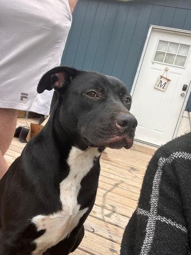 BETTY - Pit Bull Terrier available for adoption