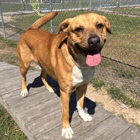 LEROY - Pit Bull Terrier available for adoption