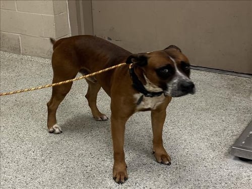 BRUNO - Boxer available for adoption