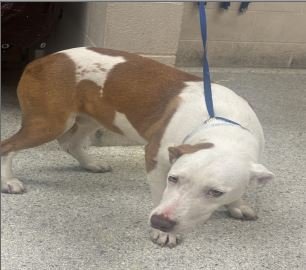 GORGEOUS - American Pit Bull Terrier available for adoption