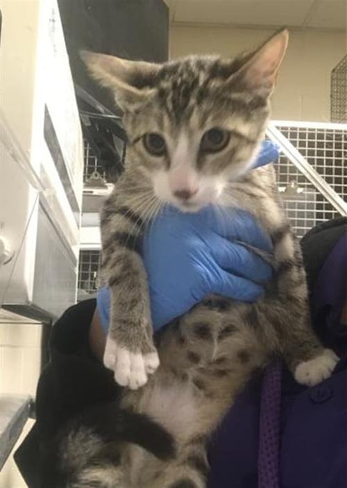SMUGGIE - Domestic Short Hair available for adoption