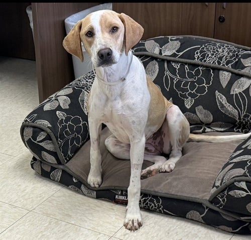 TIKI - Pointer available for adoption
