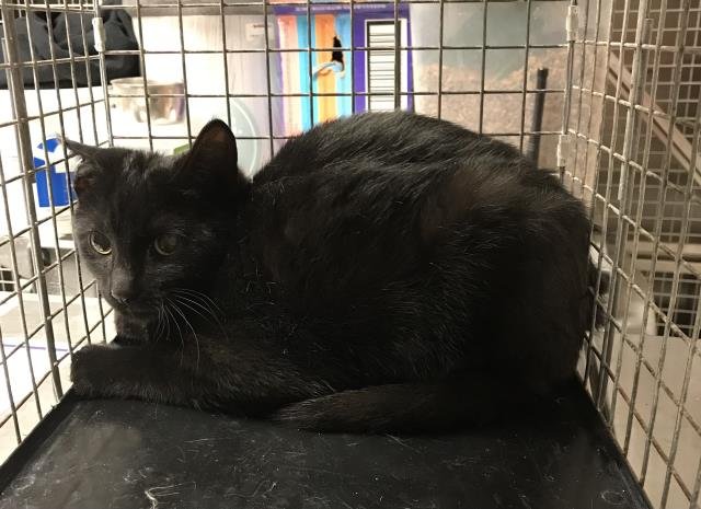 A424979 - Domestic Short Hair available for adoption