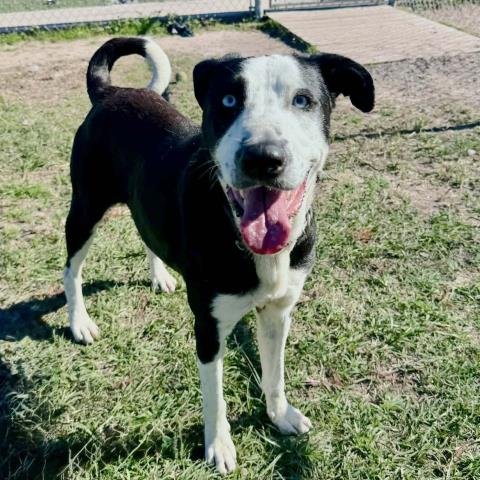 BRIDGET - Labrador Retriever / Siberian Husky available for adoption