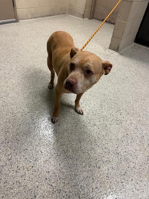 DELTA - Pit Bull Terrier available for adoption
