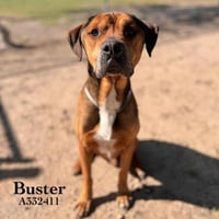 BUSTER - Photo 1
