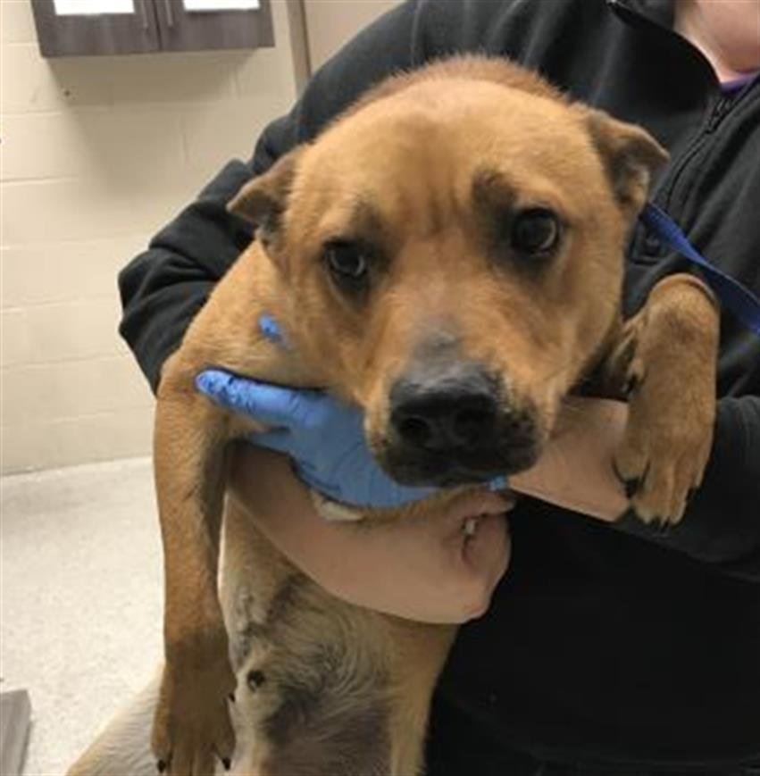 HAPPY - Labrador Retriever / German Shepherd Dog available for adoption