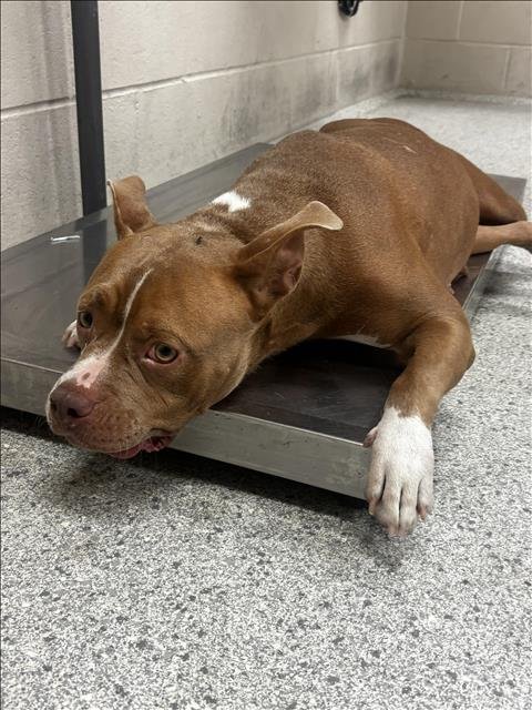 MUFFIN - Pit Bull Terrier available for adoption