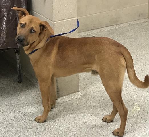 A424986 - Black Mouth Cur / Labrador Retriever available for adoption