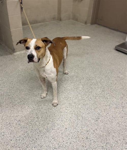 A429844 - Pit Bull Terrier available for adoption