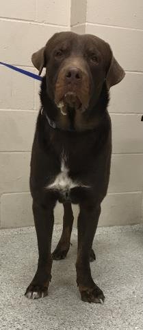 JESSIE - Rottweiler / Labrador Retriever available for adoption