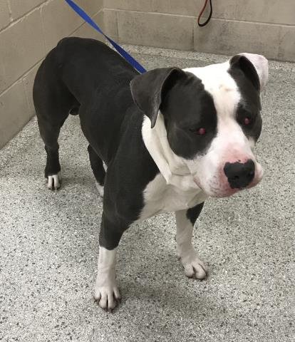HUIE - Pit Bull Terrier available for adoption