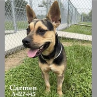 CARMEN - Photo 1