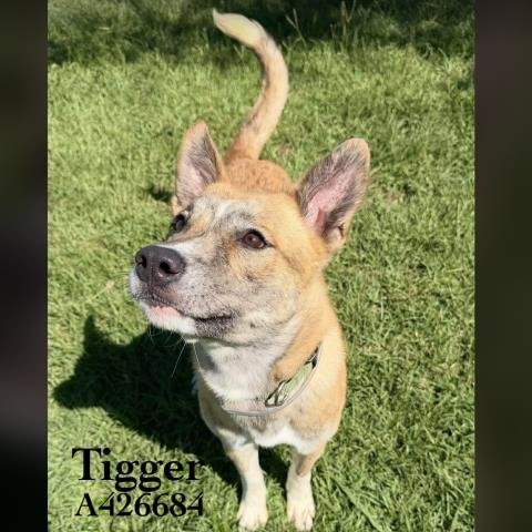 TIGGER - German Shepherd Dog available for adoption